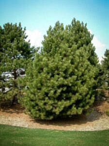 Сосна Чёрная (Pinus Nigra) купить по цене от 270.00р. в интернет-магазине «Посадика» с доставкой почтой в в Пласте и по всей России – [изображение №1].