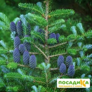 Пихта корейская (Abies koreana) купить по цене от 450.00р. в интернет-магазине «Посадика» с доставкой почтой в в Пласте и по всей России – [изображение №1].