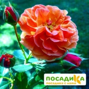 Роза Арабия купить по цене от 350.00р. в интернет-магазине «Посадика» с доставкой почтой в в Пласте и по всей России – [изображение №1].