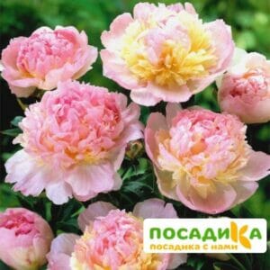 Пион Распберри Сандей (Paeonia Raspberry Sundae) купить по цене от 959р. в интернет-магазине «Посадика» с доставкой почтой в в Пласте и по всей России – [изображение №1].