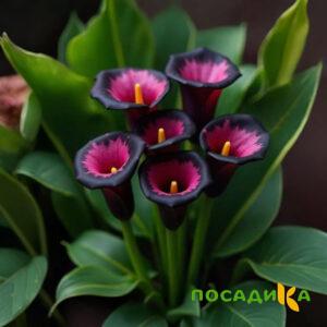 Калла Аура Лейс купить по цене от 400р. в интернет-магазине «Посадика» с доставкой почтой в в Пласте и по всей России – [изображение №1].