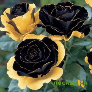 Роза Ханни Сикл купить по цене от 700р. в интернет-магазине «Посадика» с доставкой почтой в в Пласте и по всей России – [изображение №1].