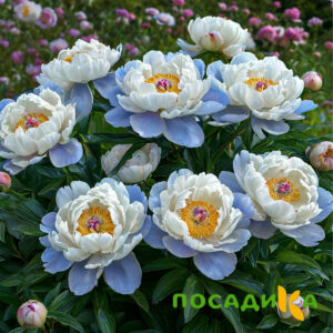 Пион акварельный Этюд купить по цене от 806р. в интернет-магазине «Посадика» с доставкой почтой в в Пласте и по всей России – [изображение №1].