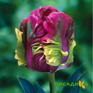 Тюльпан Экзотик Хэвен купить по цене от 186р. в интернет-магазине «Посадика» с доставкой почтой в в Пласте и по всей России – [изображение №1].
