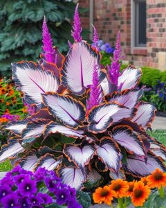 Хоста Кримэн Дрим купить по цене от 549р. в интернет-магазине «Посадика» с доставкой почтой в в Пласте и по всей России – [изображение №1].