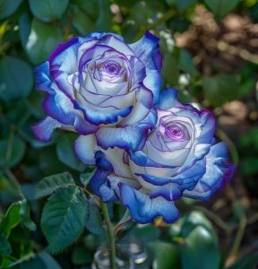 Роза Пэтолз Хоуп купить по цене от 333р. в интернет-магазине «Посадика» с доставкой почтой в в Пласте и по всей России – [изображение №1].