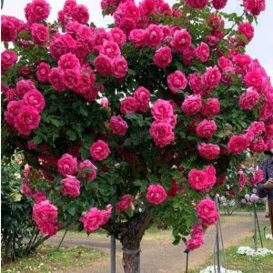 Роза Версаля купить по цене от 232р. в интернет-магазине «Посадика» с доставкой почтой в в Пласте и по всей России – [изображение №1].