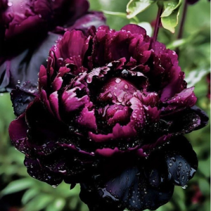 Пион Темный Сад купить по цене от 421р. в интернет-магазине «Посадика» с доставкой почтой в в Пласте и по всей России – [изображение №1].