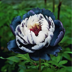 Пион Древовидный Инь-Янь купить по цене от 419р. в интернет-магазине «Посадика» с доставкой почтой в в Пласте и по всей России – [изображение №1].