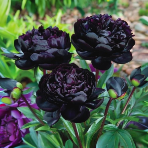 Пион Королевский Бархат купить по цене от 419р. в интернет-магазине «Посадика» с доставкой почтой в в Пласте и по всей России – [изображение №1].