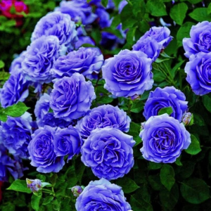 Роза Блю Мун купить по цене от 450р. в интернет-магазине «Посадика» с доставкой почтой в в Пласте и по всей России – [изображение №1].