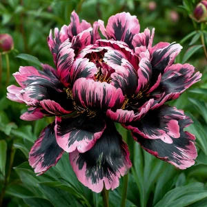 Пион Дроп Руби купить по цене от 469р. в интернет-магазине «Посадика» с доставкой почтой в в Пласте и по всей России – [изображение №1].