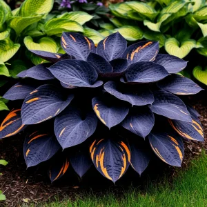 Хоста Умбра купить по цене от 349р. в интернет-магазине «Посадика» с доставкой почтой в в Пласте и по всей России – [изображение №1].