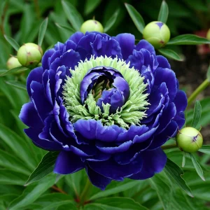 Пион Дримвивер купить по цене от 417р. в интернет-магазине «Посадика» с доставкой почтой в в Пласте и по всей России – [изображение №1].