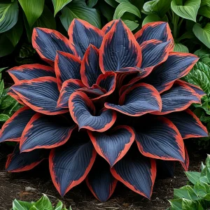 Хоста Солнечный Агат купить по цене от 440р. в интернет-магазине «Посадика» с доставкой почтой в в Пласте и по всей России – [изображение №1].