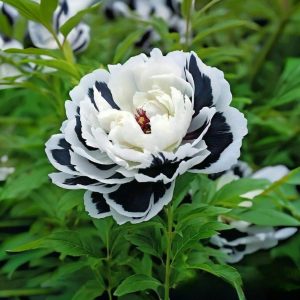 Пион Монохромный Шик купить по цене от 429р. в интернет-магазине «Посадика» с доставкой почтой в в Пласте и по всей России – [изображение №1].