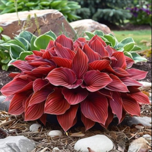 Хоста Малыш Шедевр купить по цене от 421р. в интернет-магазине «Посадика» с доставкой почтой в в Пласте и по всей России – [изображение №1].