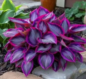 Хоста Сикрет Гарденс купить по цене от 549р. в интернет-магазине «Посадика» с доставкой почтой в в Пласте и по всей России – [изображение №1].