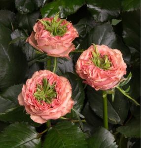 Роза Амбер Инчант купить по цене от 495р. в интернет-магазине «Посадика» с доставкой почтой в в Пласте и по всей России – [изображение №1].