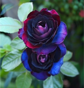 Роза Скарлет Рэвери купить по цене от 489р. в интернет-магазине «Посадика» с доставкой почтой в в Пласте и по всей России – [изображение №1].