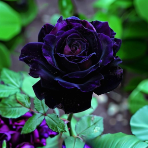 Роза Блэк Пантер купить по цене от 319р. в интернет-магазине «Посадика» с доставкой почтой в в Пласте и по всей России – [изображение №1].