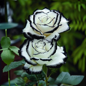 Роза Силк Ивин купить по цене от 319р. в интернет-магазине «Посадика» с доставкой почтой в в Пласте и по всей России – [изображение №1].