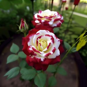 Роза Роял Глом купить по цене от 401р. в интернет-магазине «Посадика» с доставкой почтой в в Пласте и по всей России – [изображение №1].