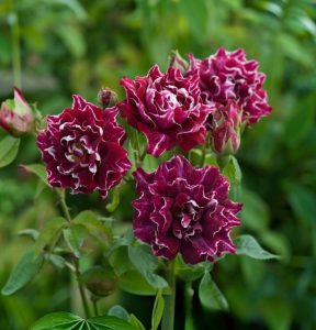 Роза Опаловый Пейзаж купить по цене от 490р. в интернет-магазине «Посадика» с доставкой почтой в в Пласте и по всей России – [изображение №1].