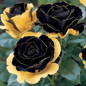 Роза Ханни Сикл купить по цене от 700р. в интернет-магазине «Посадика» с доставкой почтой в в Пласте и по всей России – [изображение №1].