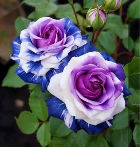 Роза Айвори Каскад купить по цене от 420р. в интернет-магазине «Посадика» с доставкой почтой в в Пласте и по всей России – [изображение №1].