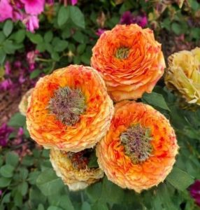 Роза Золотой Мираж купить по цене от 420р. в интернет-магазине «Посадика» с доставкой почтой в в Пласте и по всей России – [изображение №1].