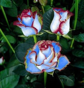 Роза Сафайер Пэтл купить по цене от 450р. в интернет-магазине «Посадика» с доставкой почтой в в Пласте и по всей России – [изображение №1].